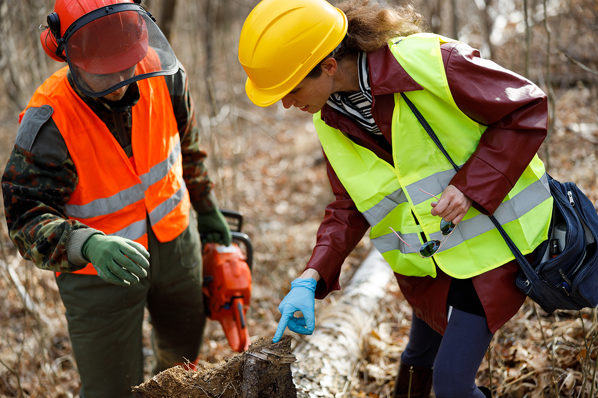 Kvinnlig jägmästare undersöker en stock tillsammans med en manlig skogsarbetare.
